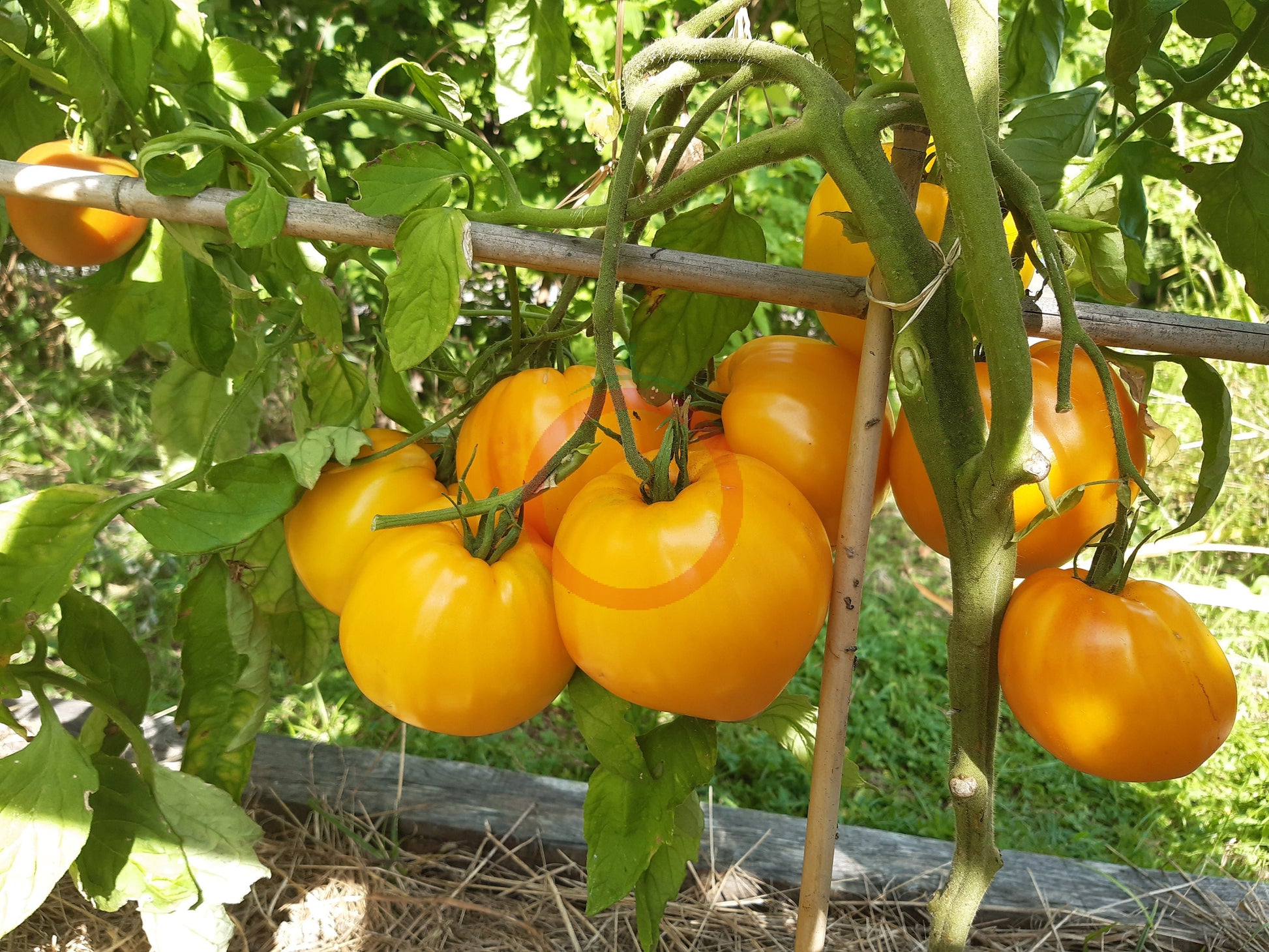 Vashe Velichestvo DER TOMATENFLÜSTERER