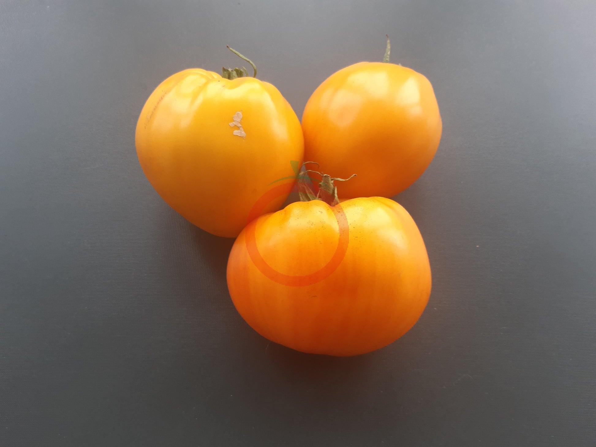 Vashe Velichestvo DER TOMATENFLÜSTERER