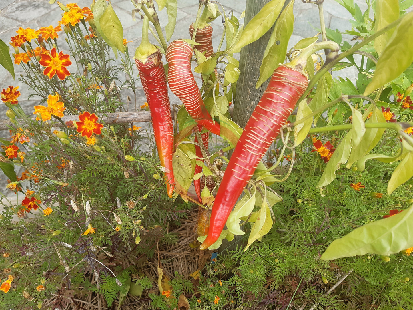 Vezena Piperka DER TOMATENFLÜSTERER