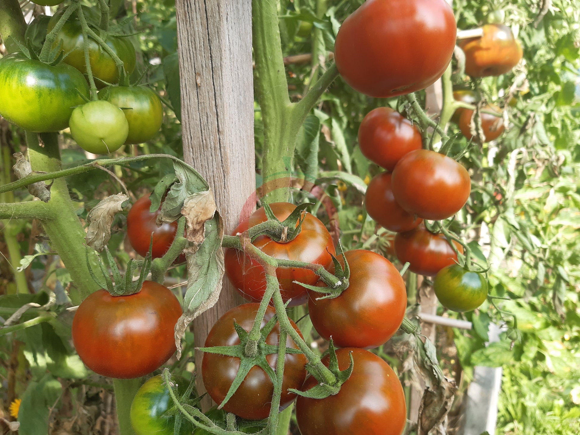 Viagra DER TOMATENFLÜSTERER