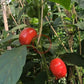 Weaver´s Mennonite Stuffing DER TOMATENFLÜSTERER