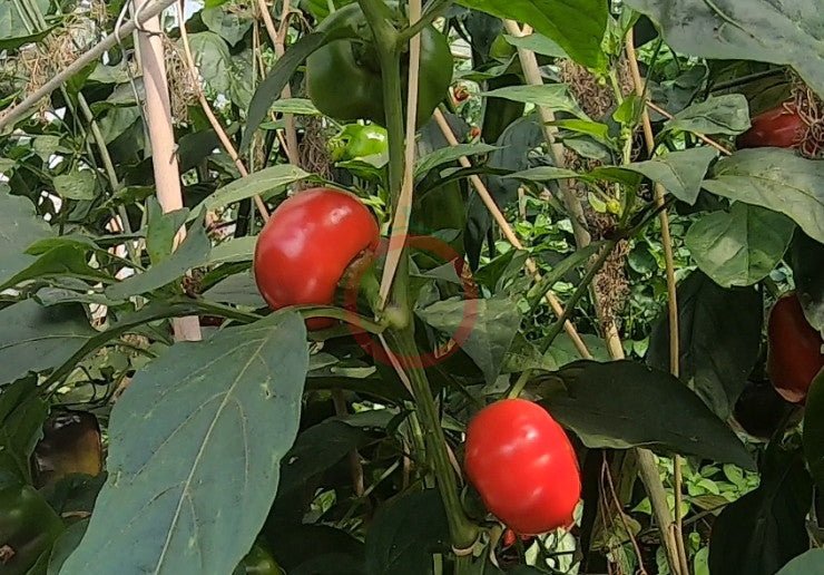 Weaver´s Mennonite Stuffing DER TOMATENFLÜSTERER