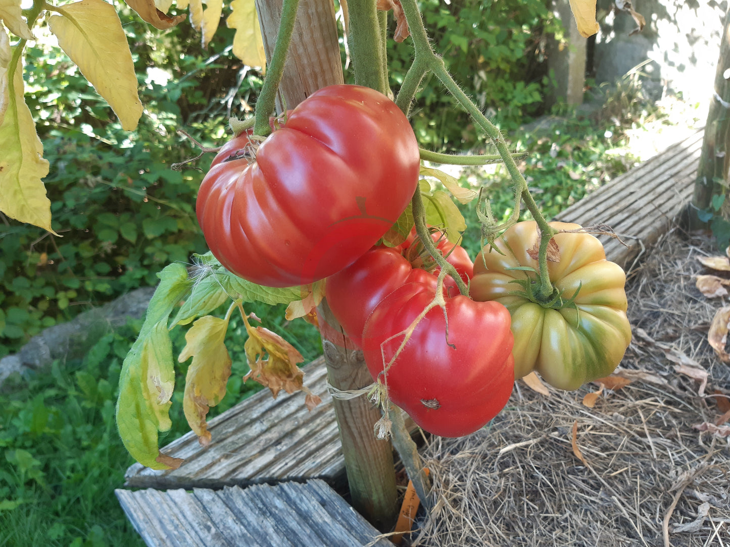WildThyme Pink DER TOMATENFLÜSTERER