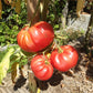 WildThyme Pink DER TOMATENFLÜSTERER