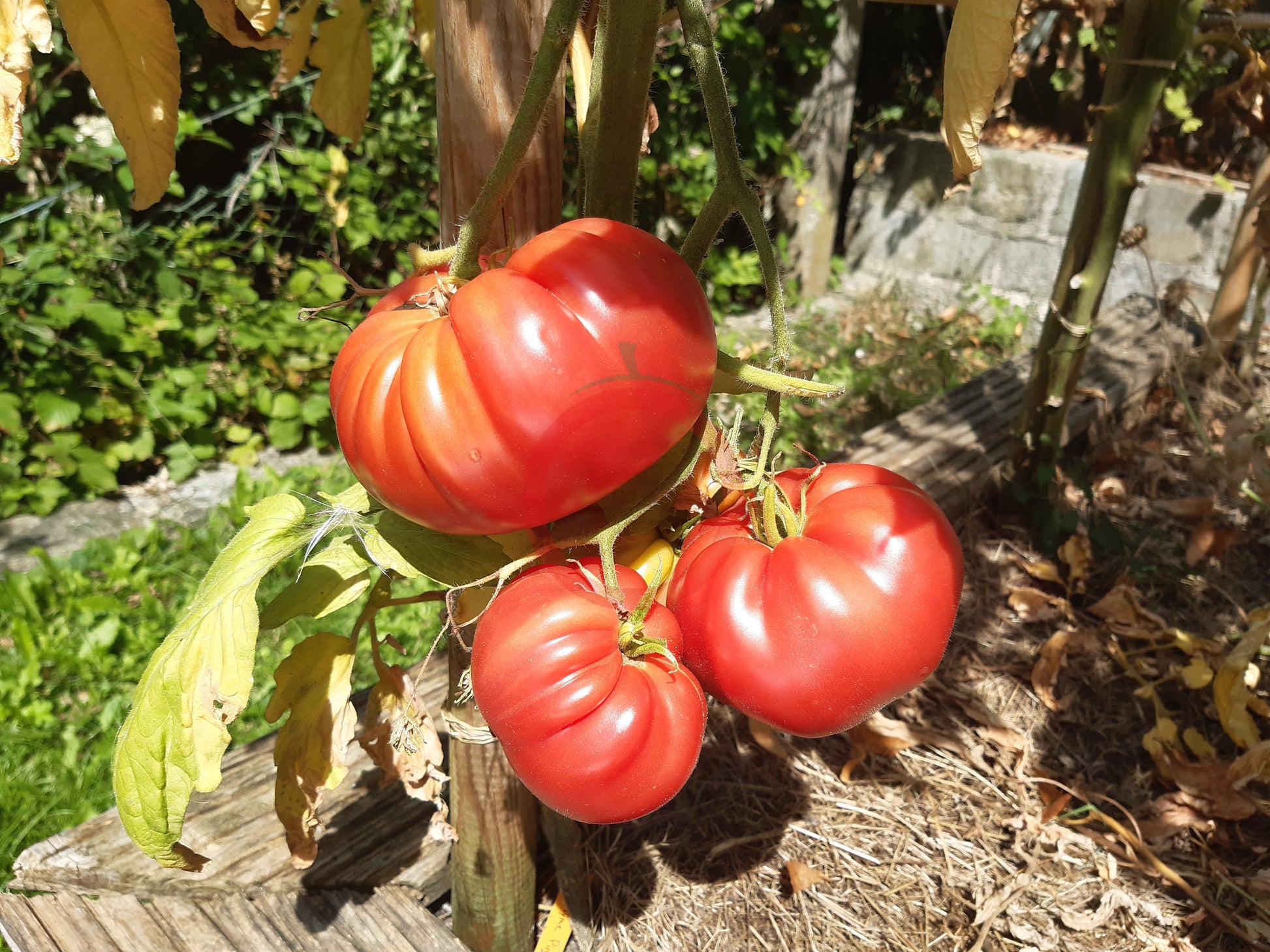 WildThyme Pink DER TOMATENFLÜSTERER