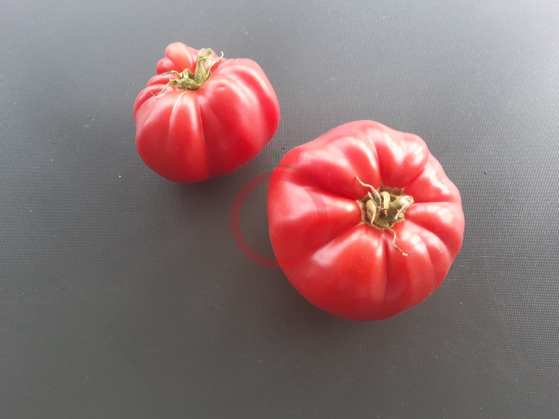 WildThyme Pink DER TOMATENFLÜSTERER