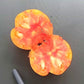 Willard Wynn DER TOMATENFLÜSTERER