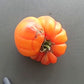 Willard Wynn DER TOMATENFLÜSTERER