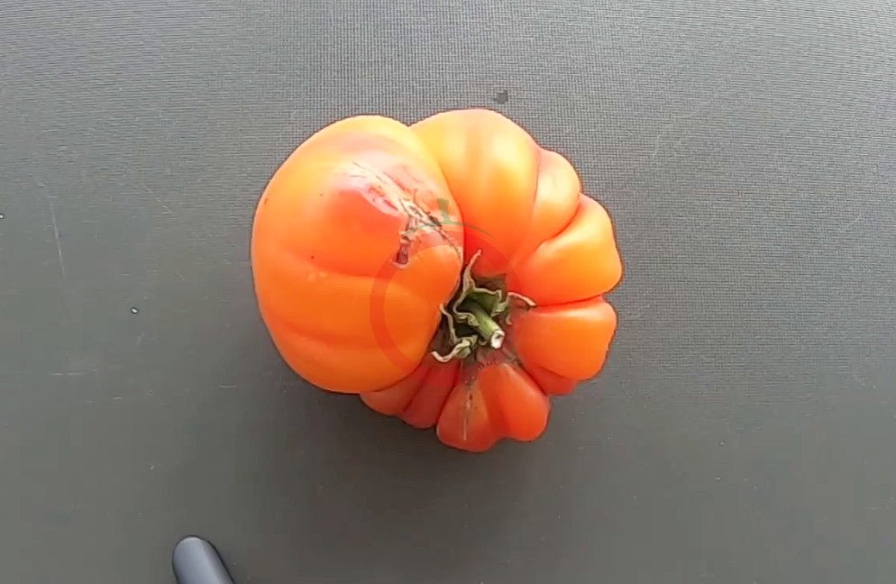 Willard Wynn DER TOMATENFLÜSTERER