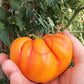 Willard Wynn DER TOMATENFLÜSTERER