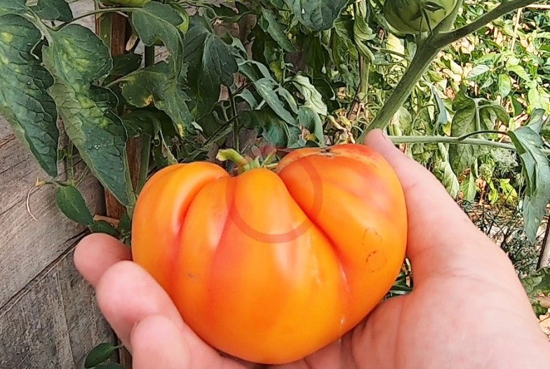 Willard Wynn DER TOMATENFLÜSTERER