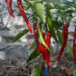 Witch Stick Pepper DER TOMATENFLÜSTERER