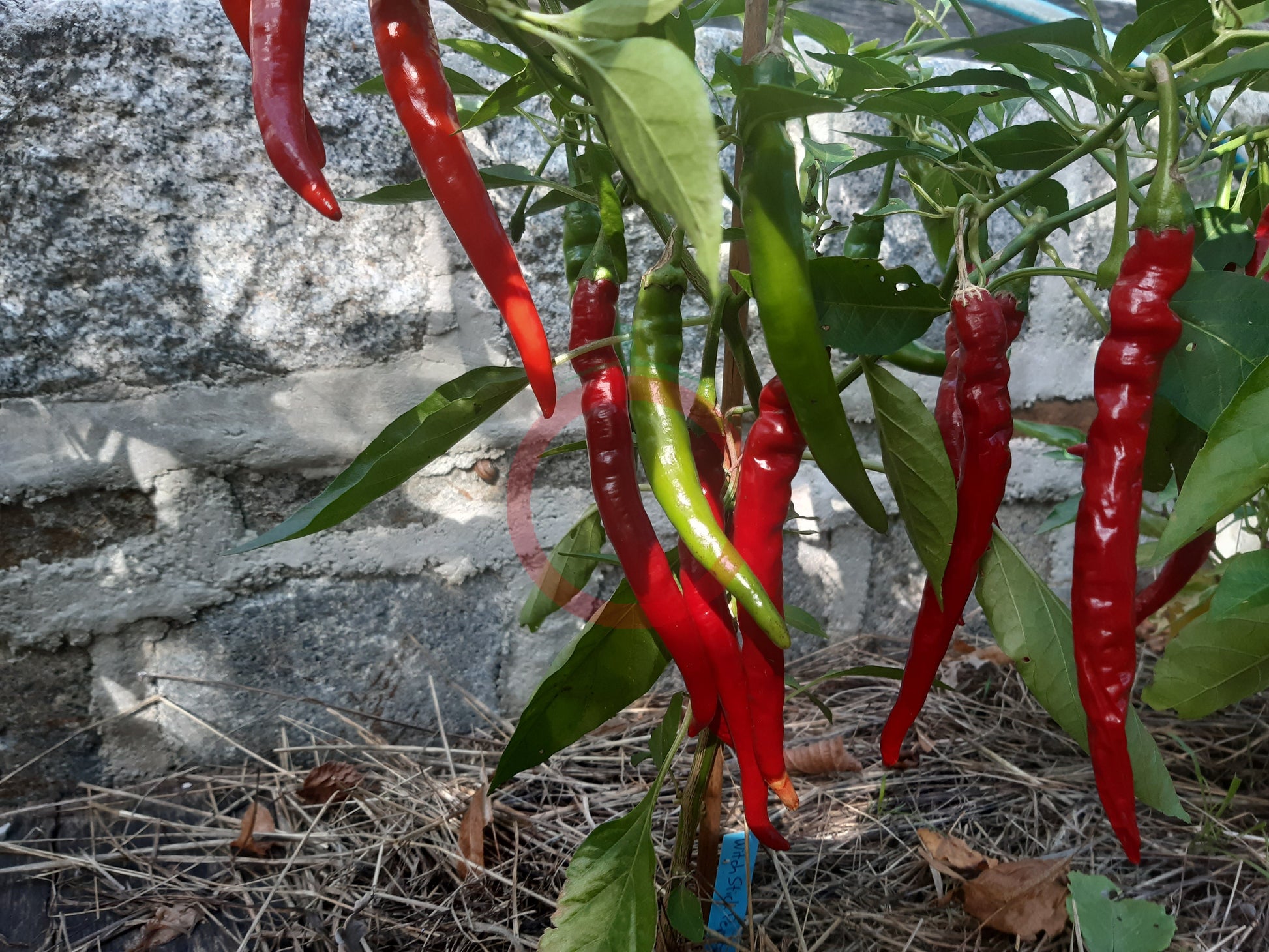 Witch Stick Pepper DER TOMATENFLÜSTERER