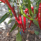Witch Stick Pepper DER TOMATENFLÜSTERER