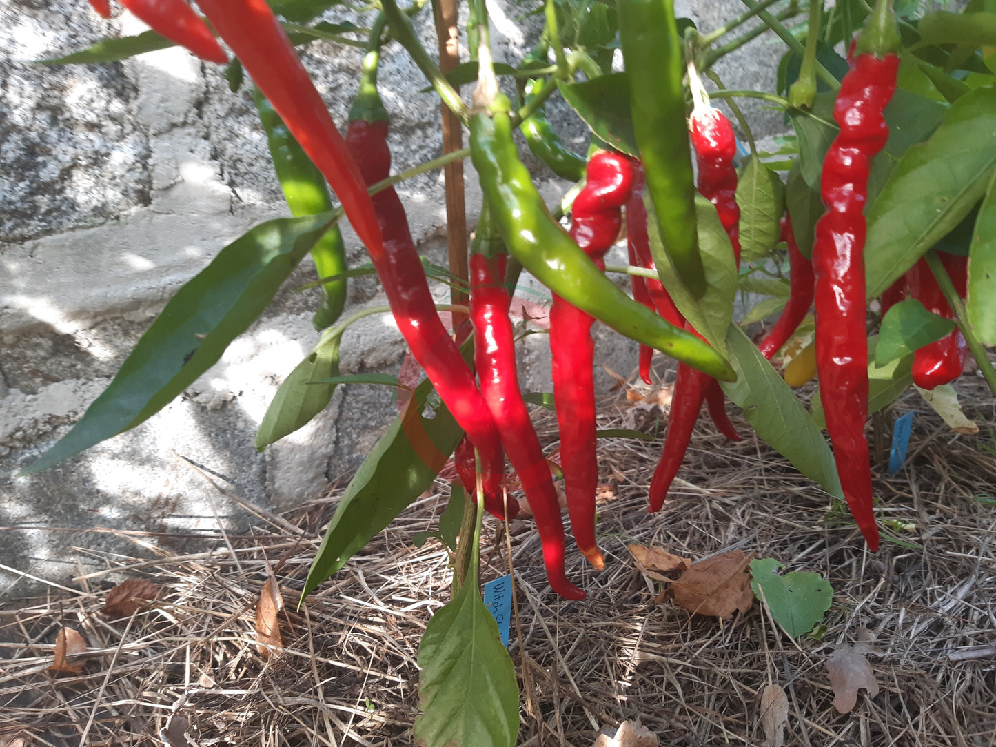Witch Stick Pepper DER TOMATENFLÜSTERER