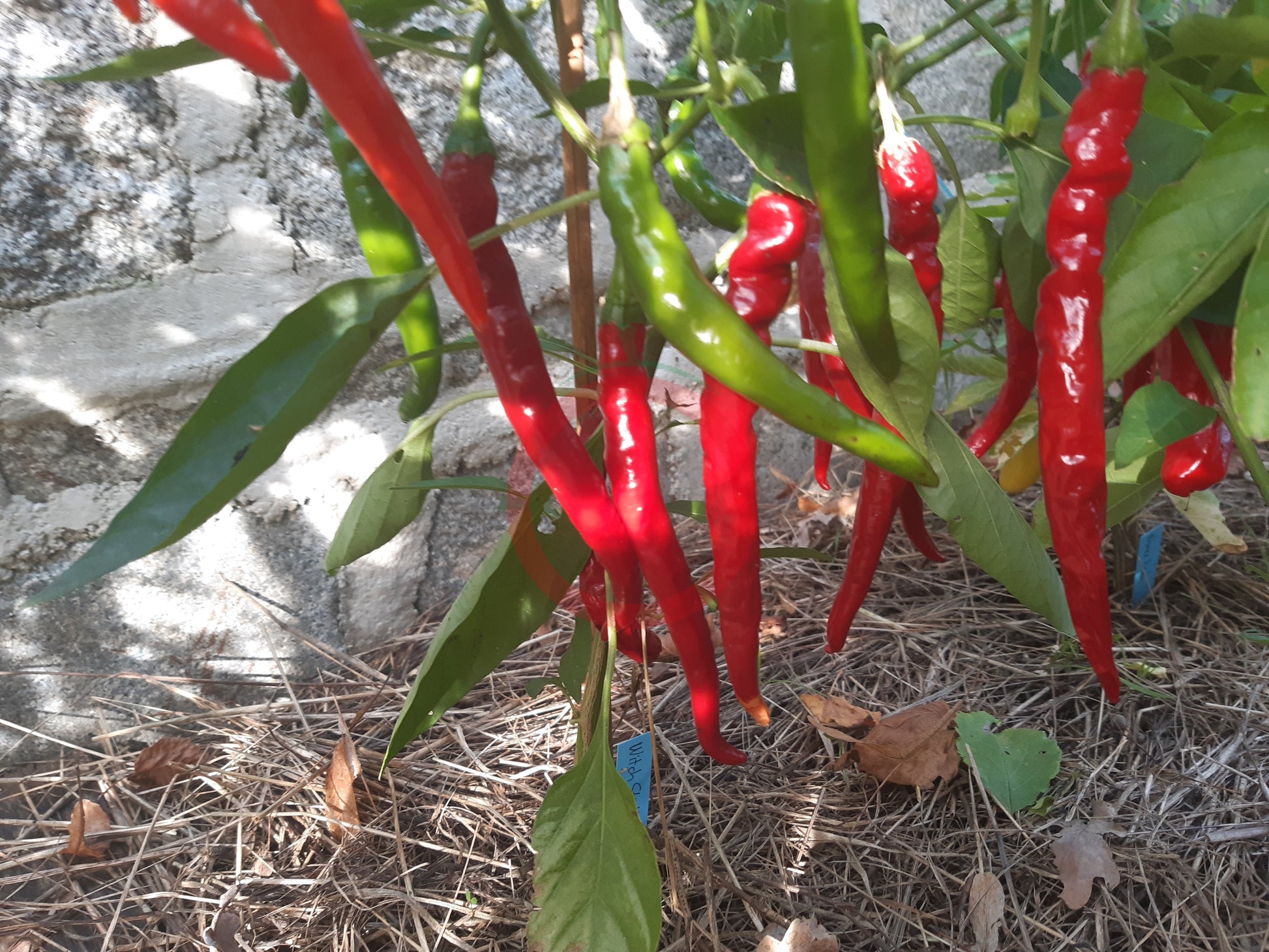 Witch Stick Pepper DER TOMATENFLÜSTERER