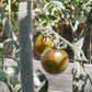 Woolly Green Zebra DER TOMATENFLÜSTERER