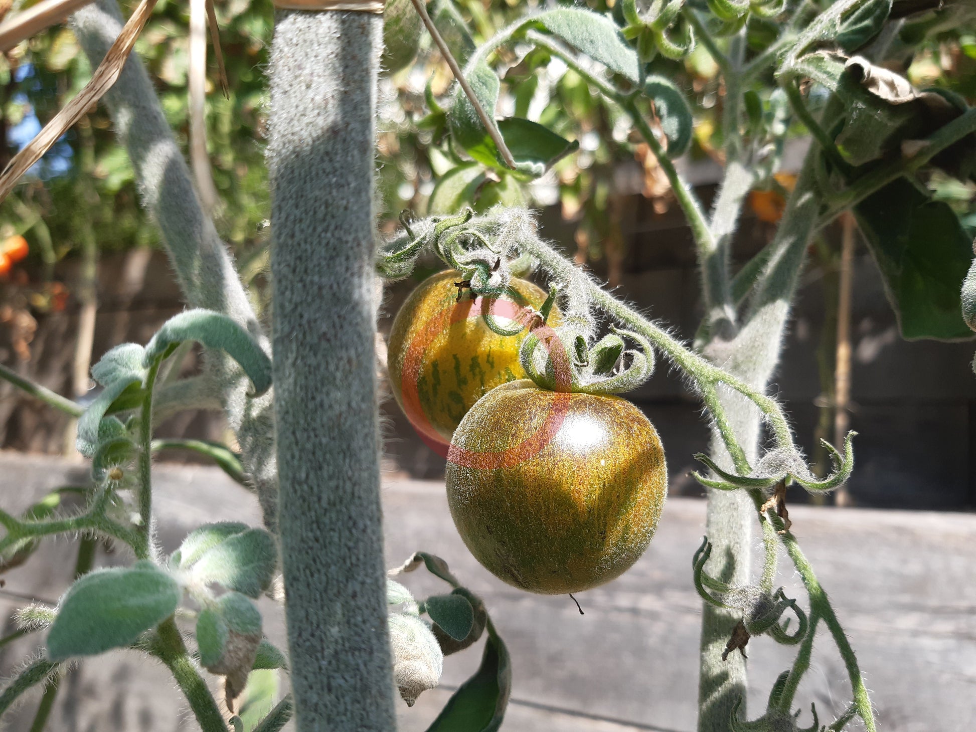 Woolly Green Zebra DER TOMATENFLÜSTERER