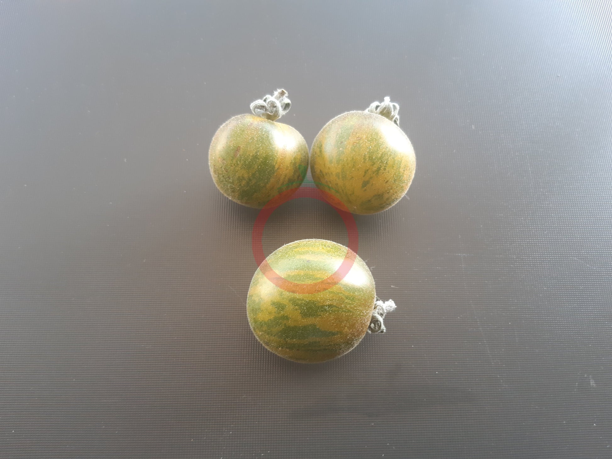 Woolly Green Zebra DER TOMATENFLÜSTERER