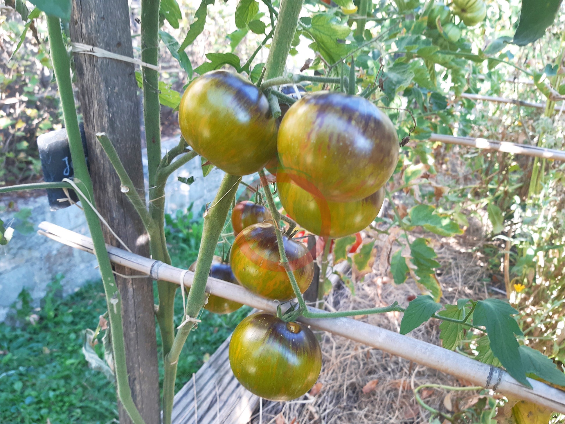 Xanadu Green Goddees DER TOMATENFLÜSTERER