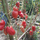 Zagadka Doliny Roz DER TOMATENFLÜSTERER