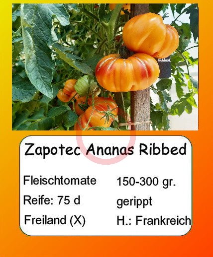 Zapotec Ananas Ribbed DER TOMATENFLÜSTERER