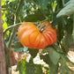 Zapotec Ananas Ribbed DER TOMATENFLÜSTERER
