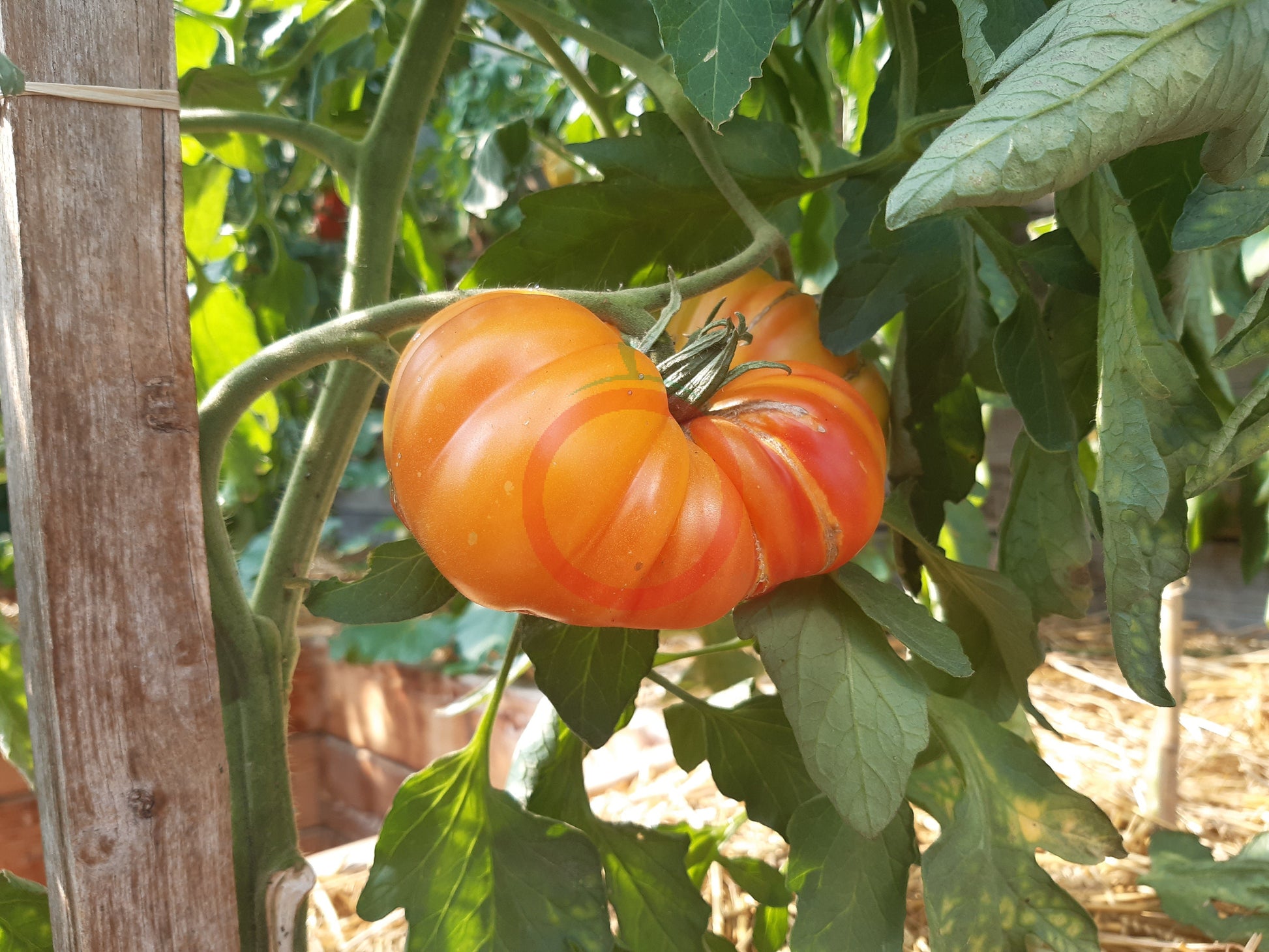 Zapotec Ananas Ribbed DER TOMATENFLÜSTERER