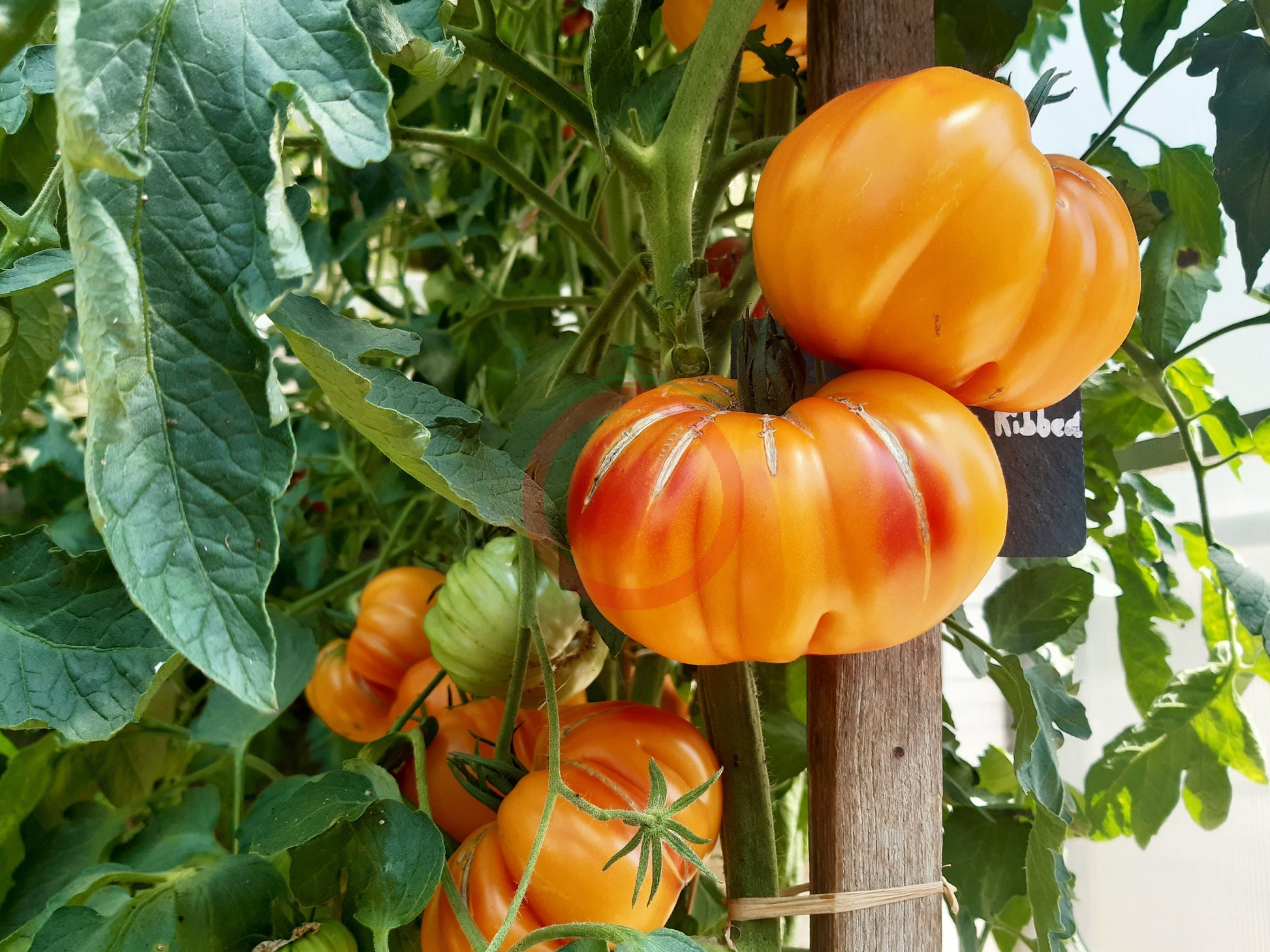 Zapotec Ananas Ribbed DER TOMATENFLÜSTERER
