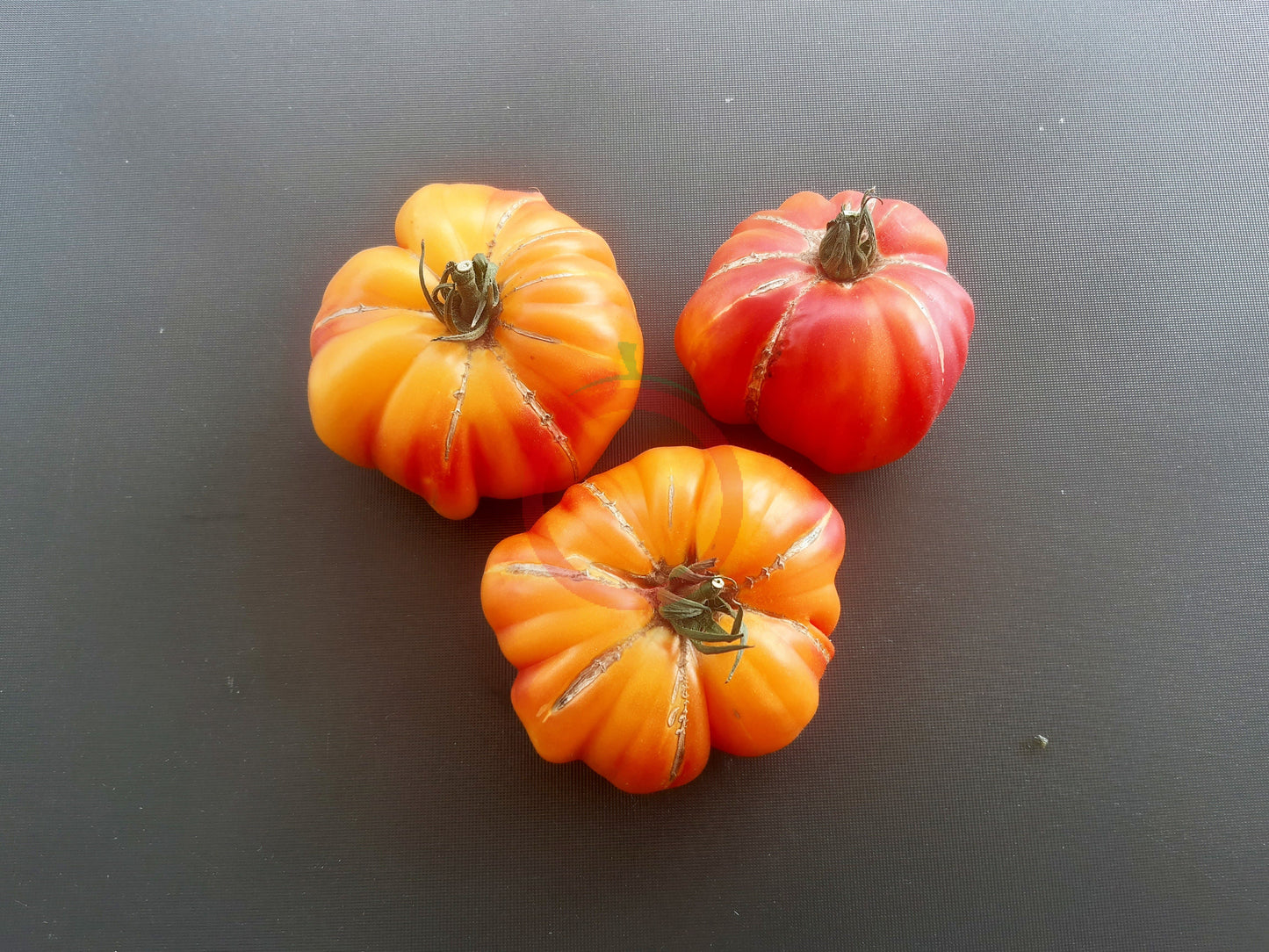 Zapotec Ananas Ribbed DER TOMATENFLÜSTERER