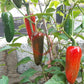 Zapotec Jalapeno DER TOMATENFLÜSTERER