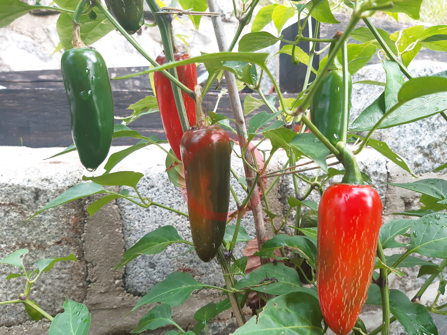 Zapotec Jalapeno DER TOMATENFLÜSTERER