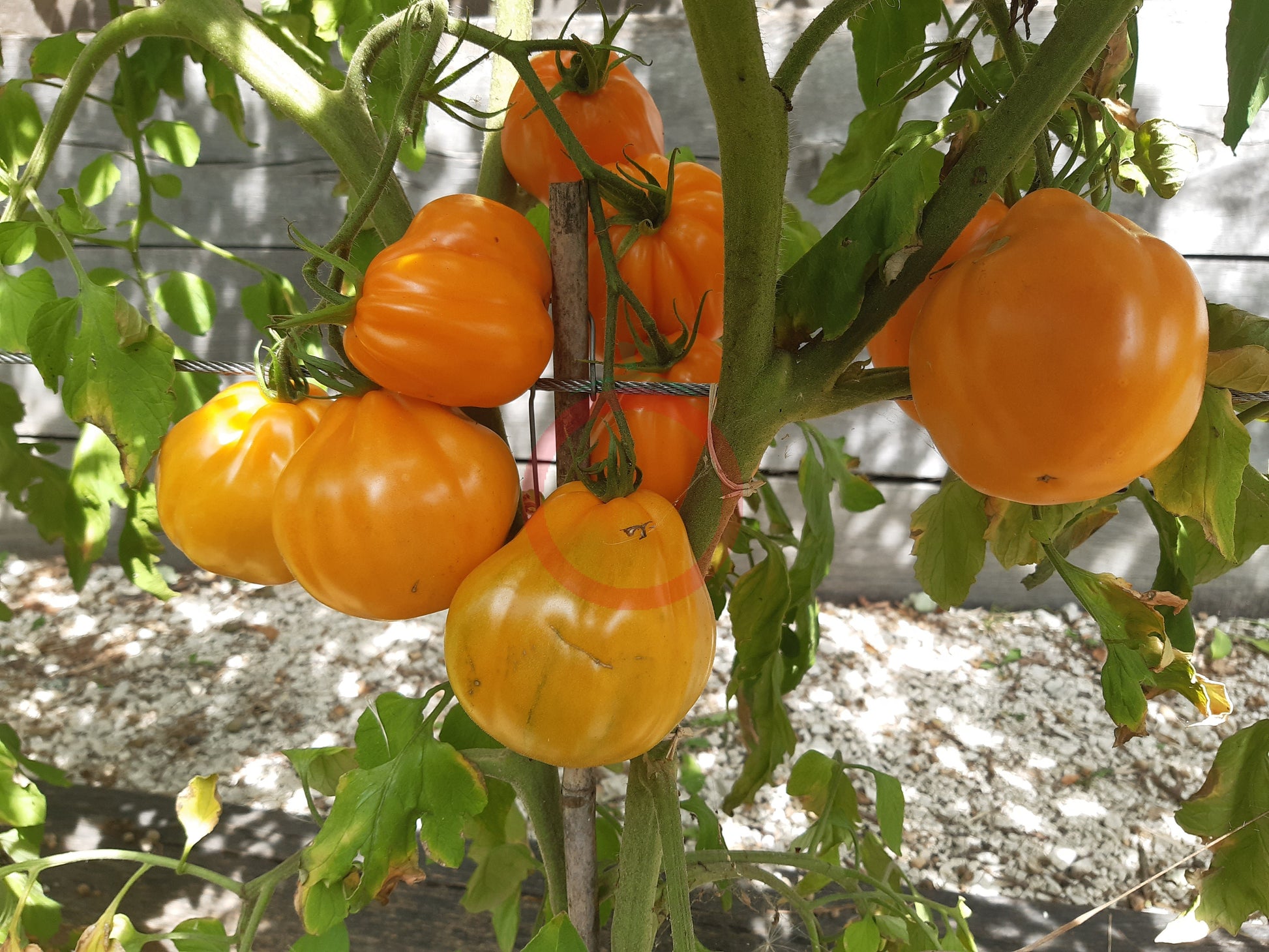 Zheltye Torbochki DER TOMATENFLÜSTERER