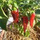 Zia Pueblo DER TOMATENFLÜSTERER