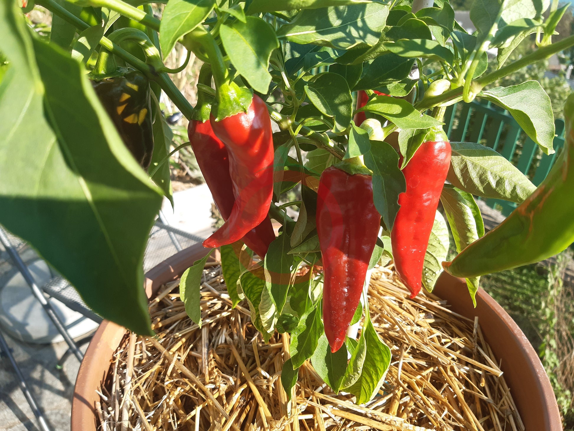 Zia Pueblo DER TOMATENFLÜSTERER