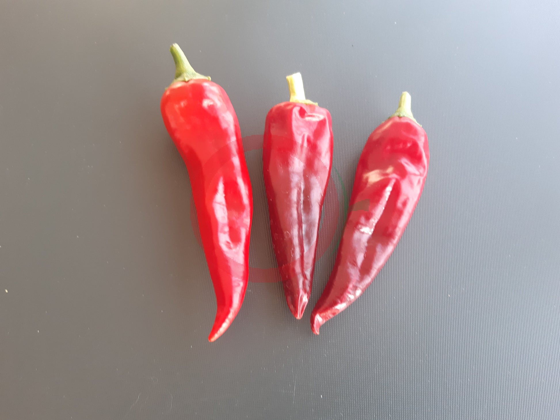 Zia Pueblo DER TOMATENFLÜSTERER
