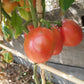 Zipfelbauch DER TOMATENFLÜSTERER