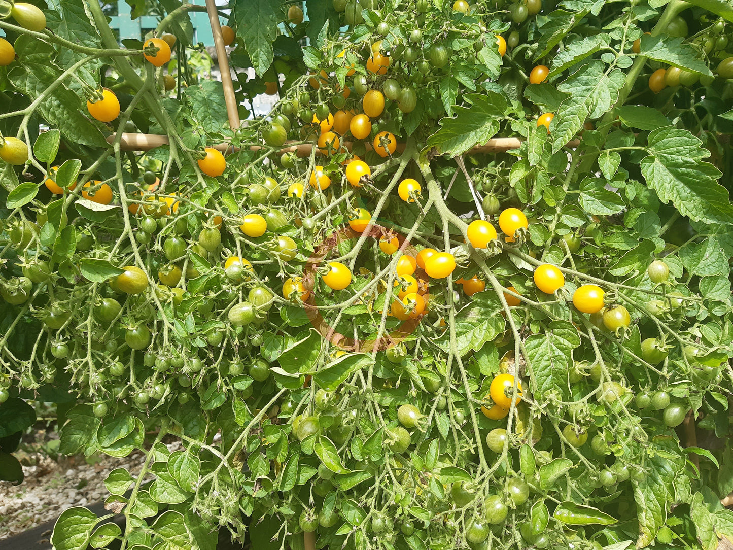 Zluta Kytice DER TOMATENFLÜSTERER