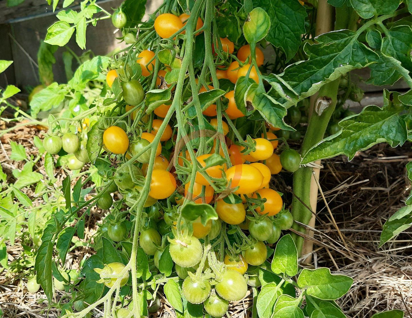 Zluta Kytice DER TOMATENFLÜSTERER