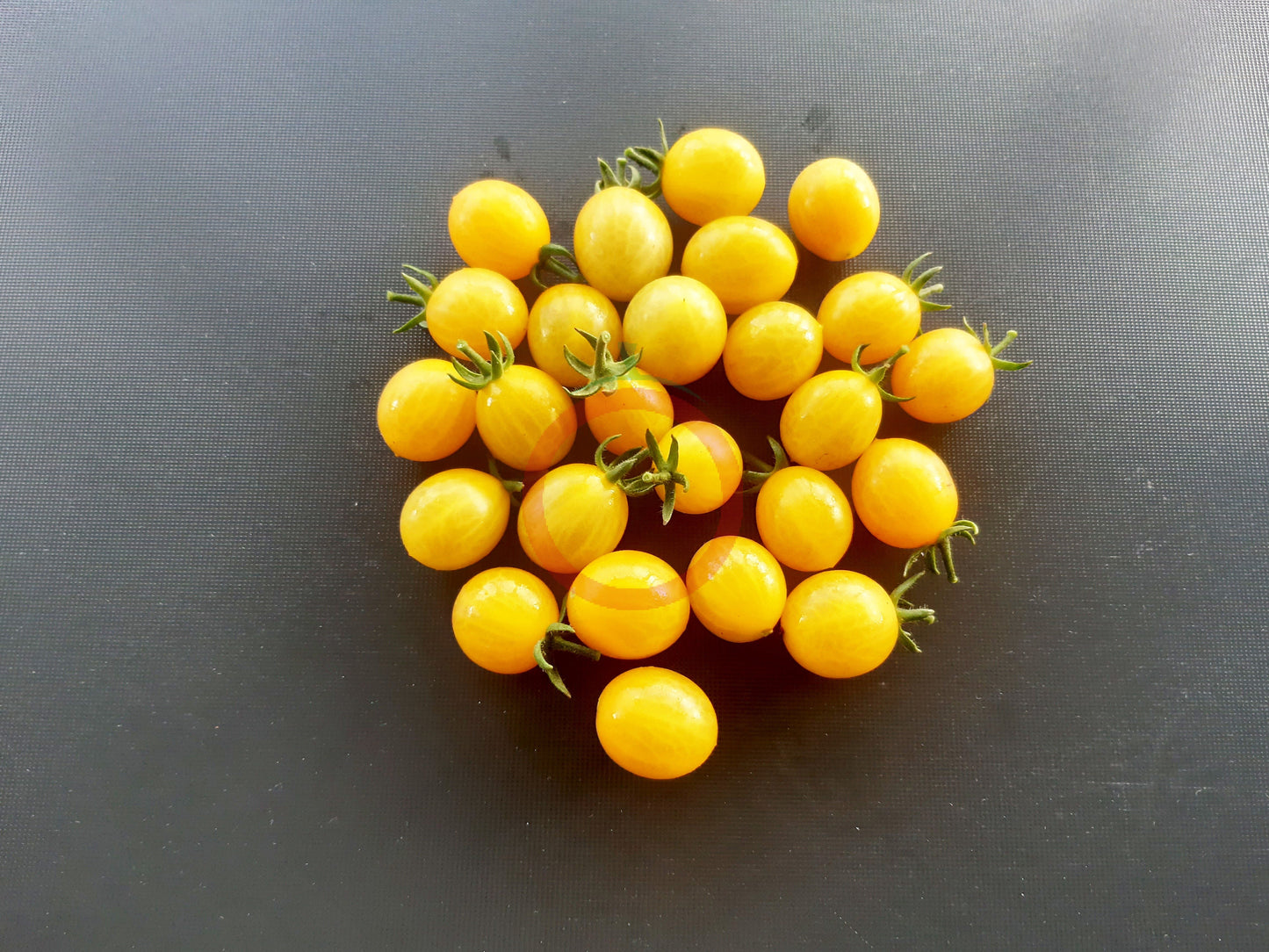 Zluta Kytice DER TOMATENFLÜSTERER
