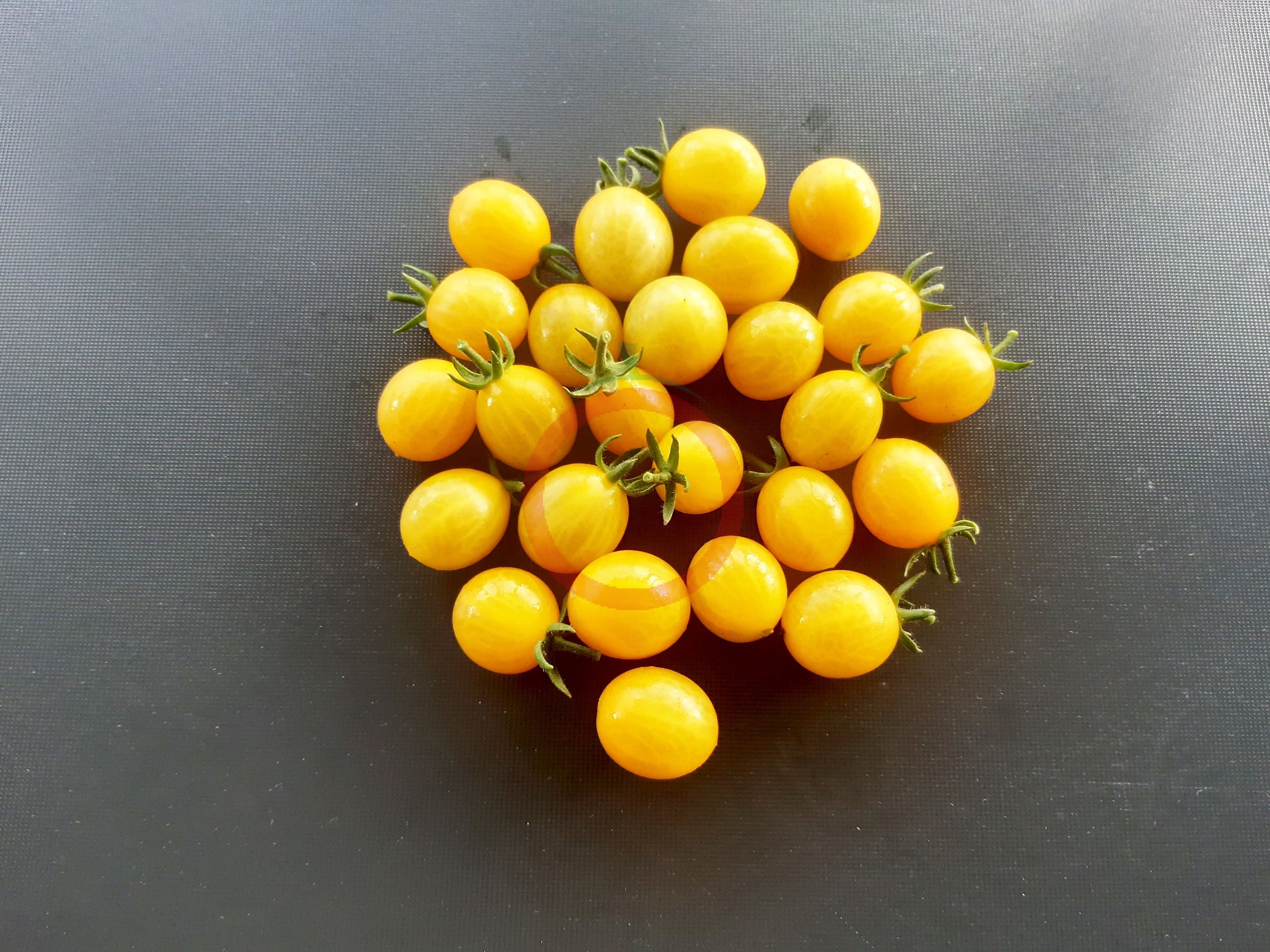 Zluta Kytice DER TOMATENFLÜSTERER