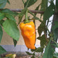 Zolotoy Lapot DER TOMATENFLÜSTERER