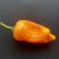 Zolotoy Lapot DER TOMATENFLÜSTERER