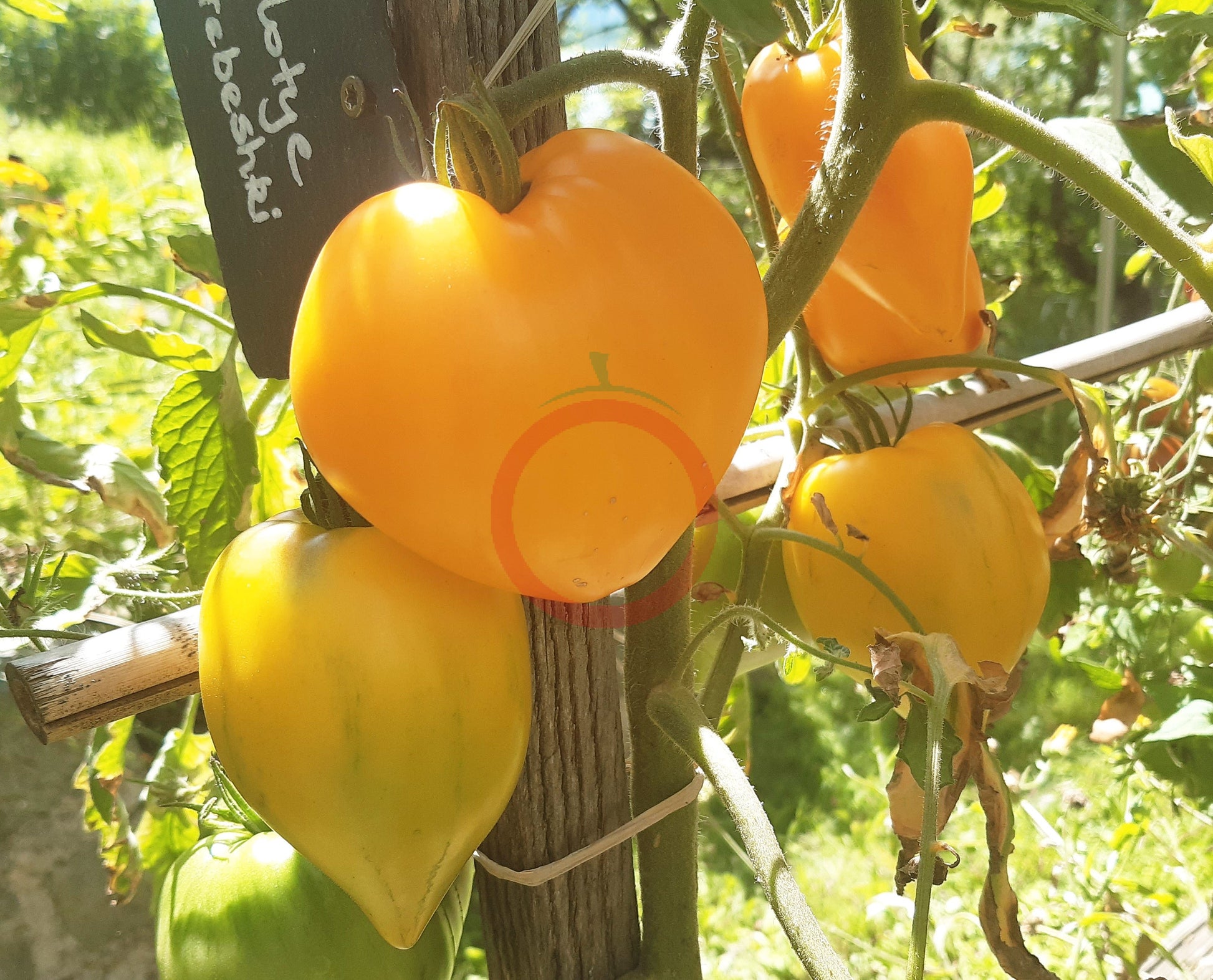 Zolotye Grebeshki DER TOMATENFLÜSTERER