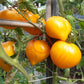 Zolotye Grebeshki DER TOMATENFLÜSTERER