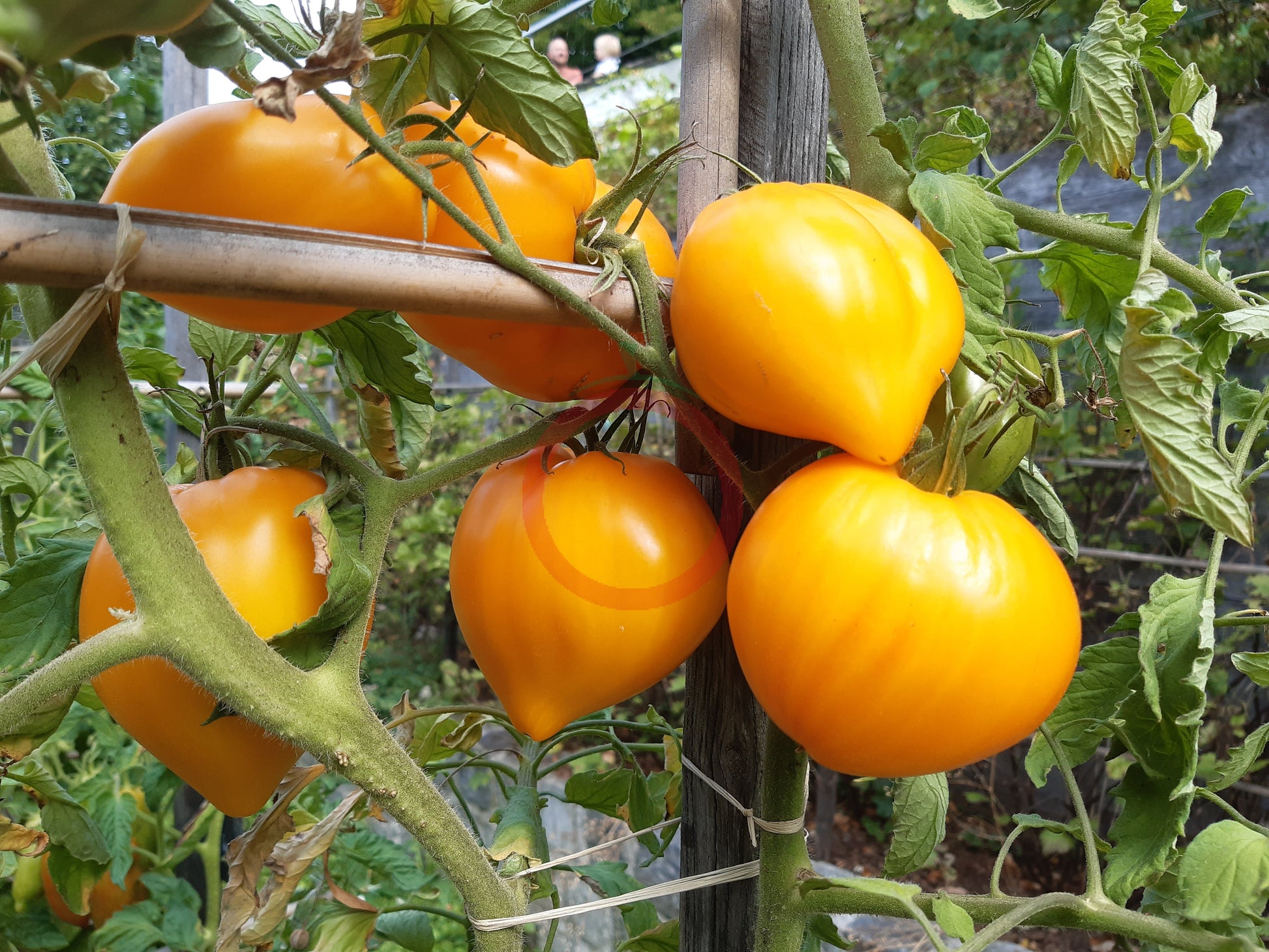 Zolotye Grebeshki DER TOMATENFLÜSTERER
