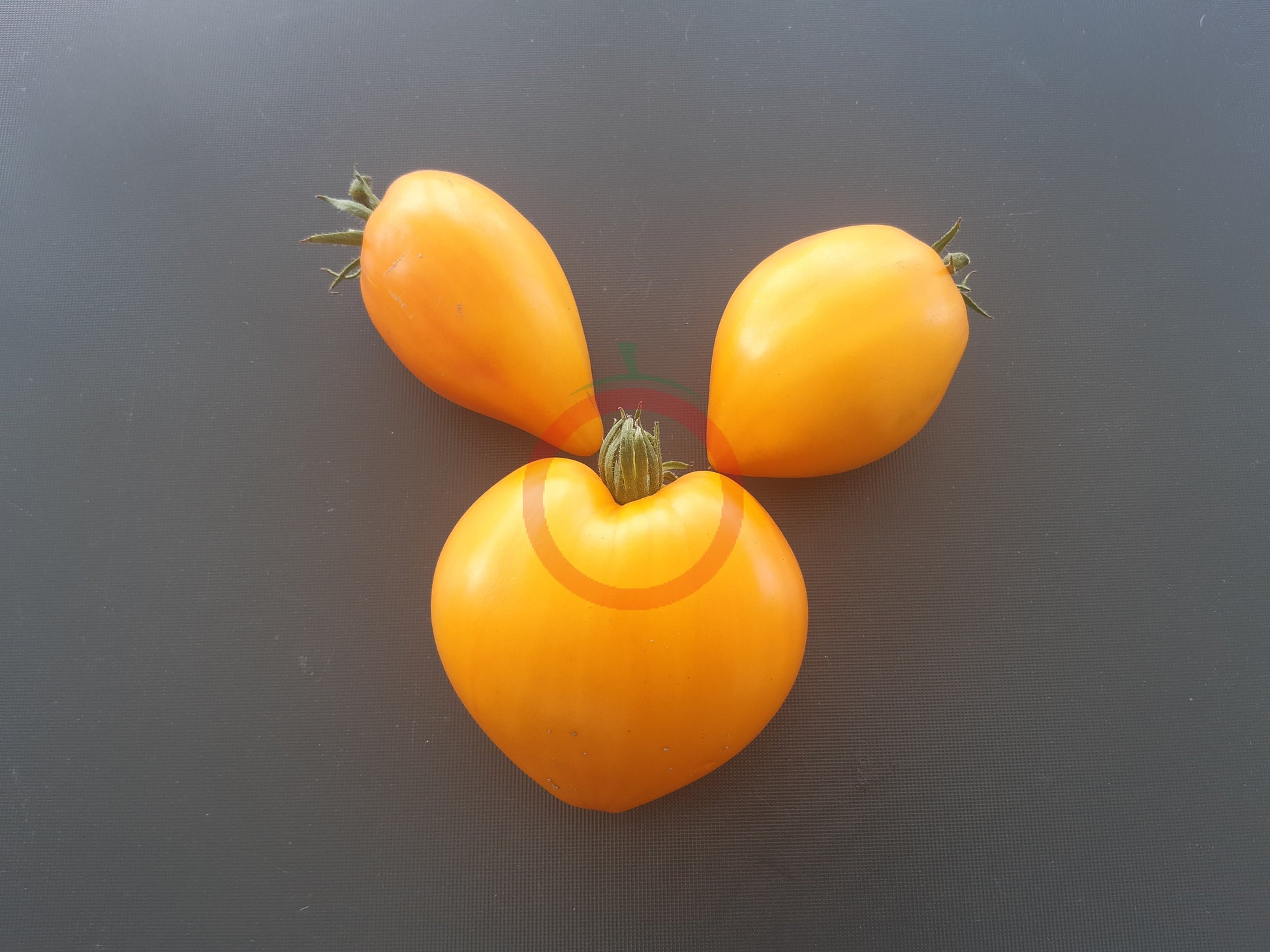 Zolotye Grebeshki DER TOMATENFLÜSTERER